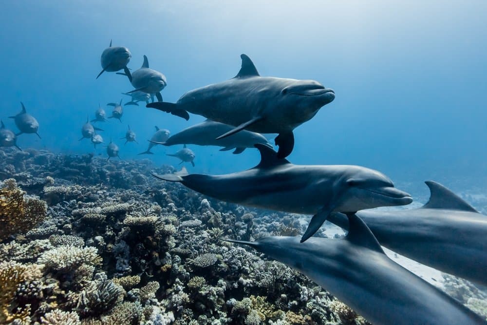 VIP Dolphin House Tour in Hurghada