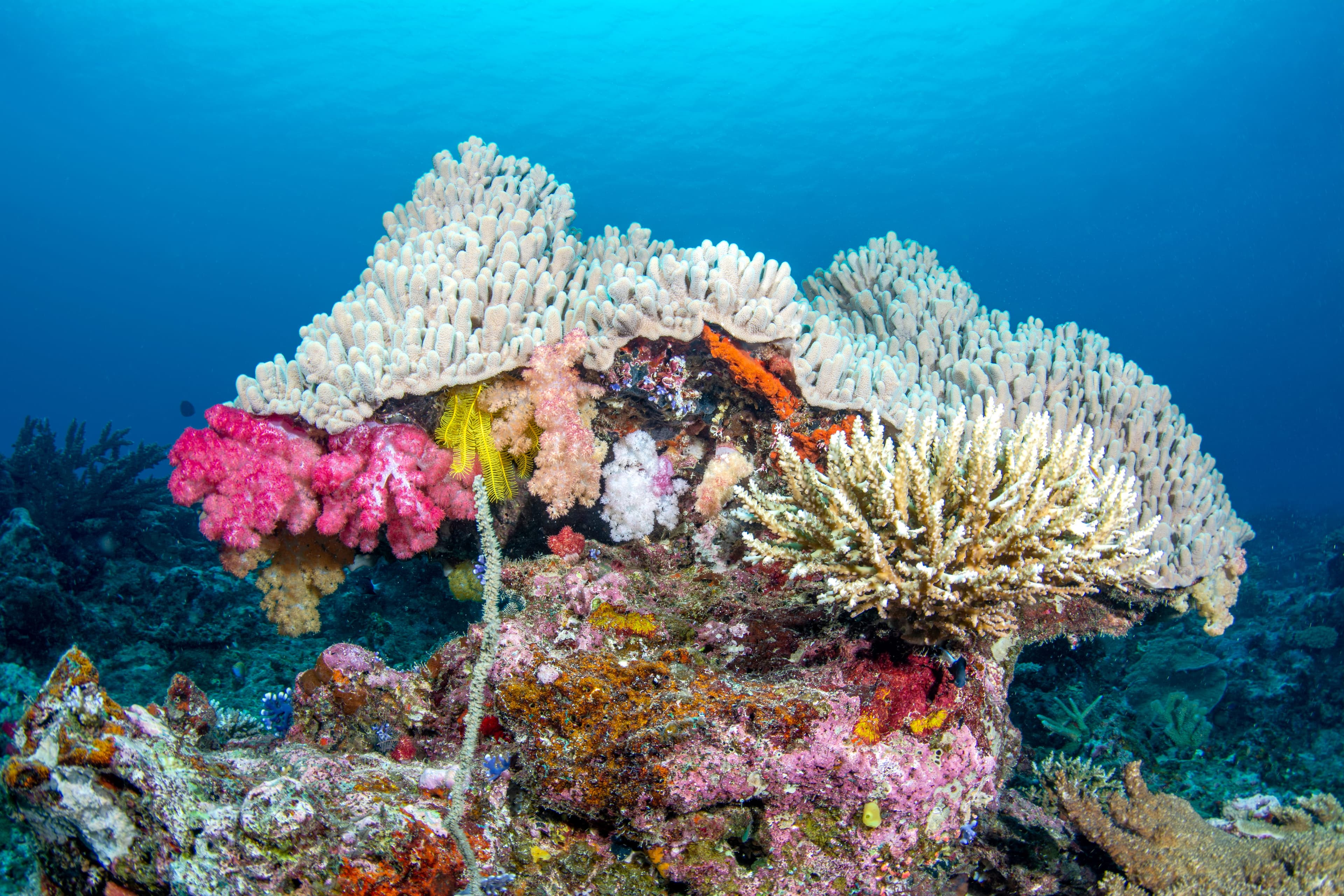 Excursion snorkeling à Marsa Mubarak et Marsa Shouna depuis Port Ghalib